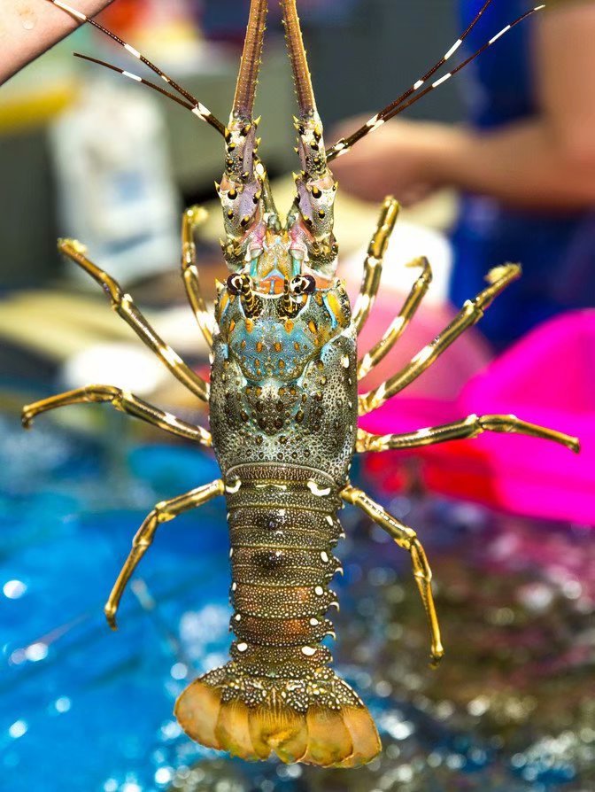 海口的特色美食有哪些,海口有哪些特色美食