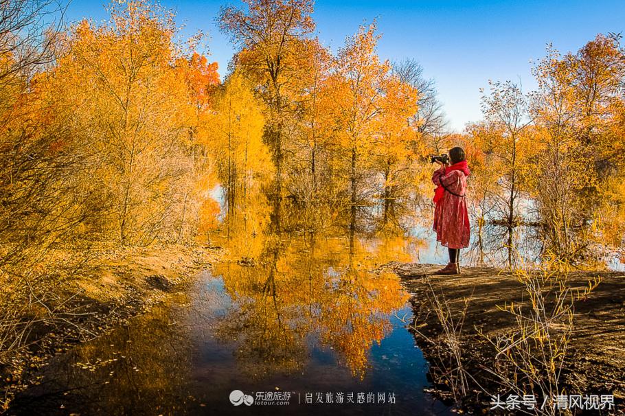 千年的等待纯音乐,金塔胡杨林美照