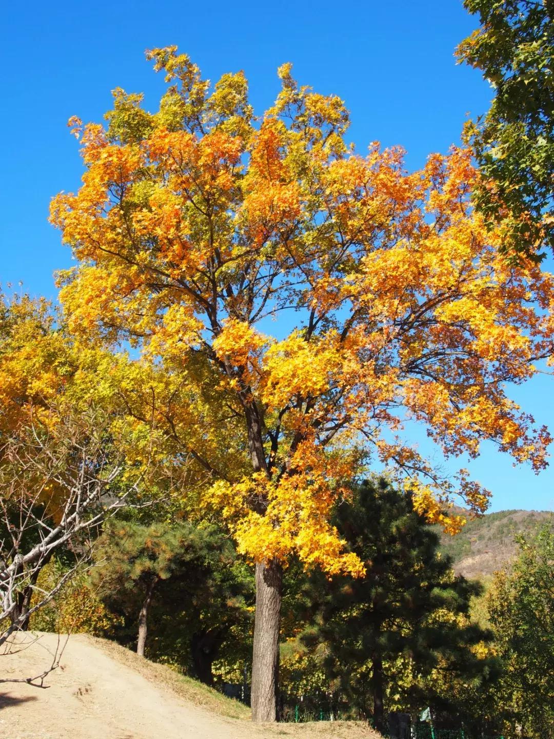 西山森林公园秋季爬山攻略,秋天西山国家森林公园