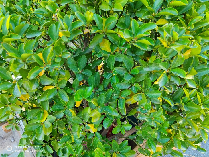 努比亚双摄旗舰曲面屏,努比亚x双屏测评