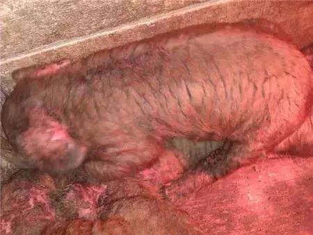 小猪身上出油是怎么回事,小猪身上掉皮是怎么回事