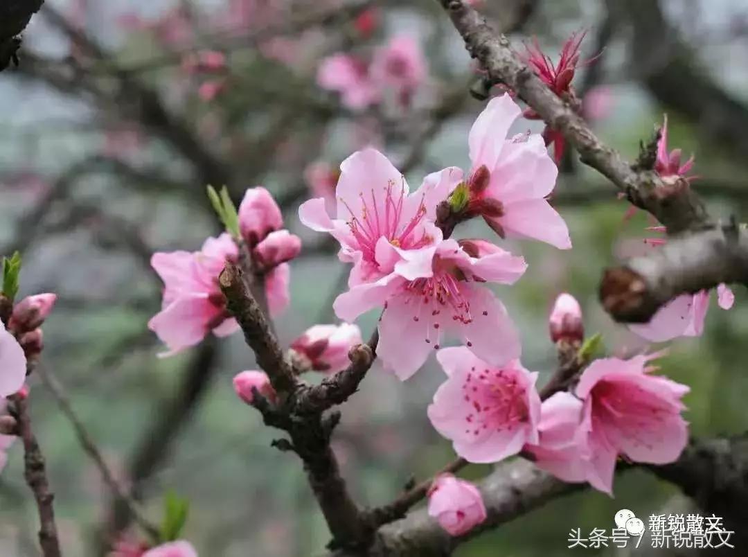 汕头市潮阳区桃园学校,我的学校在哪儿绘本