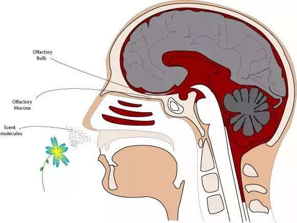 感冒鼻塞一边堵一边通怎么回事,为什么鼻塞的时候经常堵一边