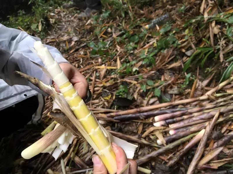 新鲜龙须笋的家常做法,龙须笋的正确食用方法