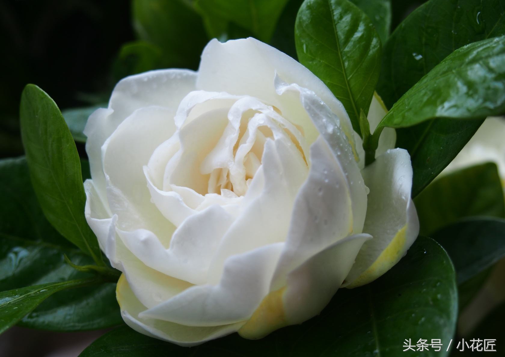 小叶栀子花浇水多了黄叶怎么办,栀子花浇水过多大量黄叶了怎么办