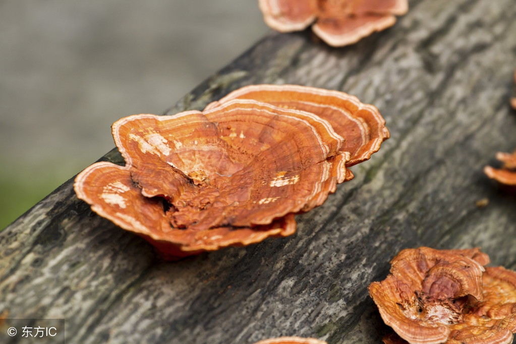 灵芝孢子粉怎么区分是否破壁,灵芝粉和灵芝孢子粉可以同时吃吗