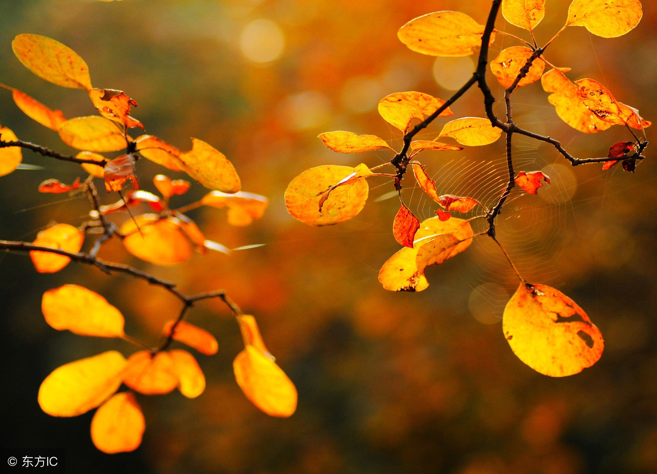 关于秋的成语和故事,带秋的成语寓言故事