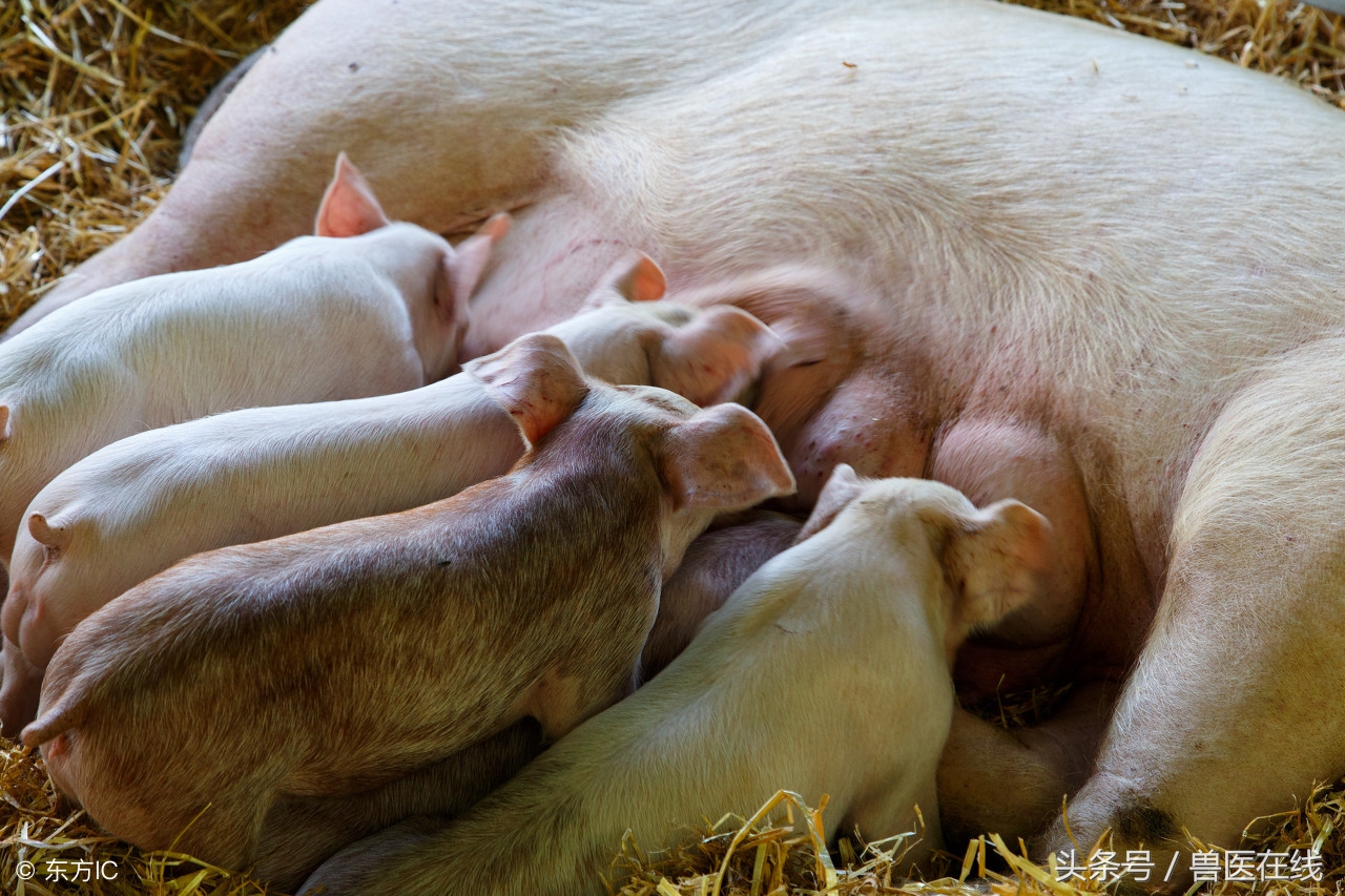 母猪产后不吃体温正常,母猪产后不吃体温正常怎么回事