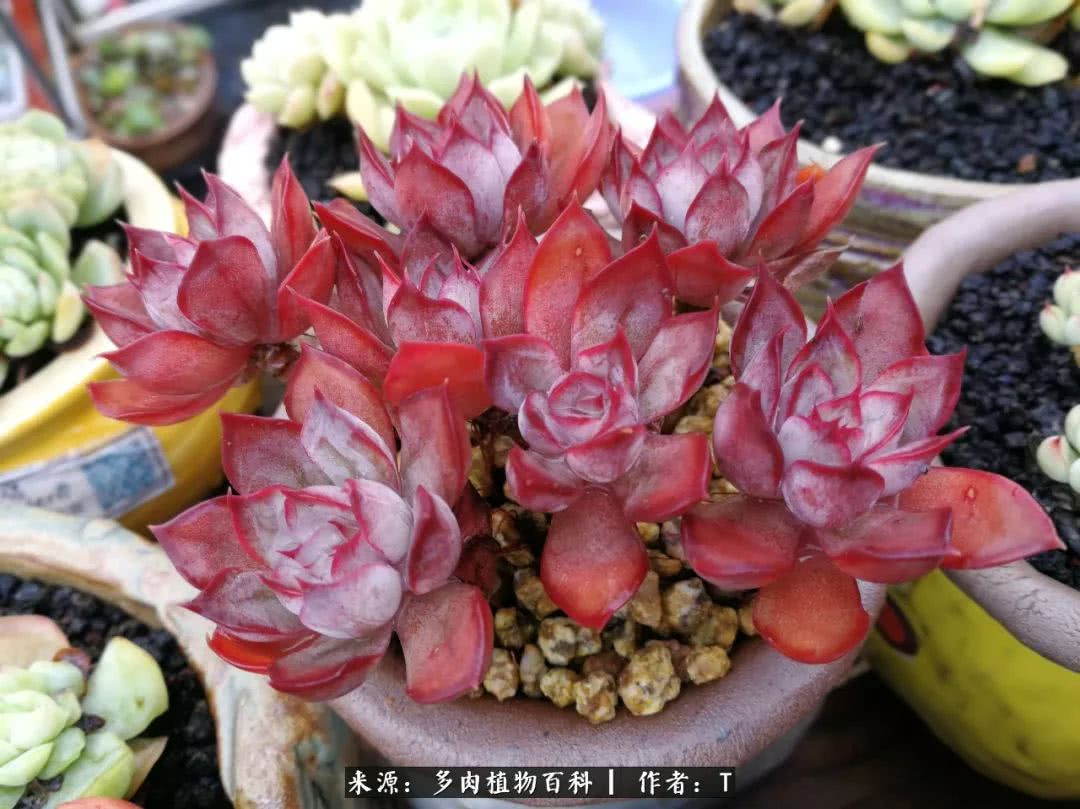 多肉还可以这样玩(上):八年养肉路剪影!