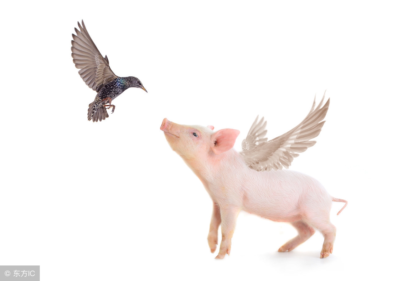 猪的生理特点及指标,猪的生物学特性和行为特性