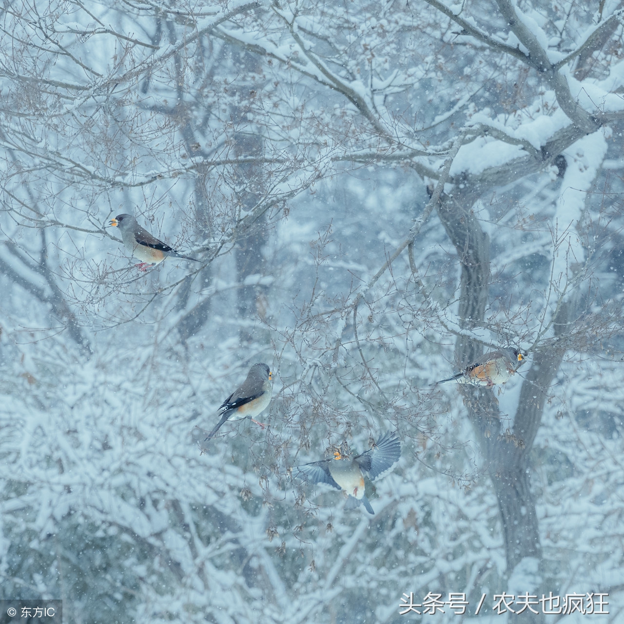 大雪这个节气有什么讲究,大雪节气和下大雪有联系吗