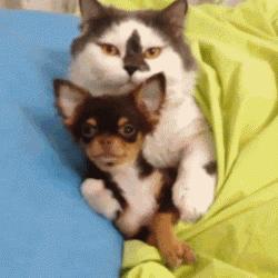 为什么不建议养吉娃娃,吉娃娃犬与吉娃娃哪个好养