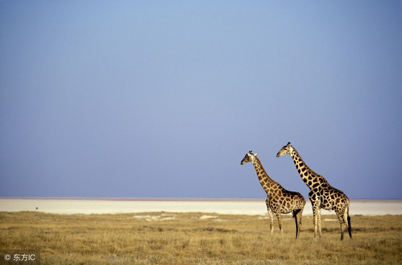 开发商售后包租构成欺诈,开发商承诺送物业费有效吗