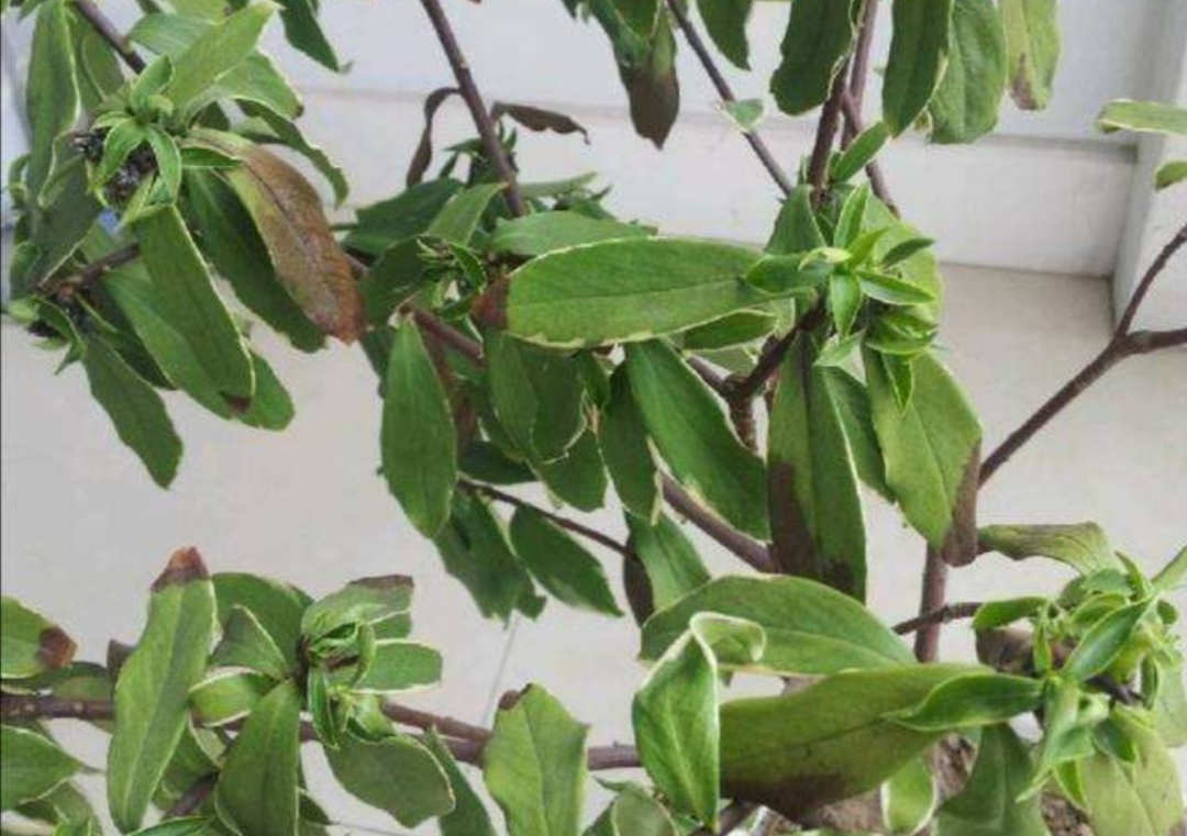 瑞香花养僵了怎么办,养的花卷叶发黄怎么办