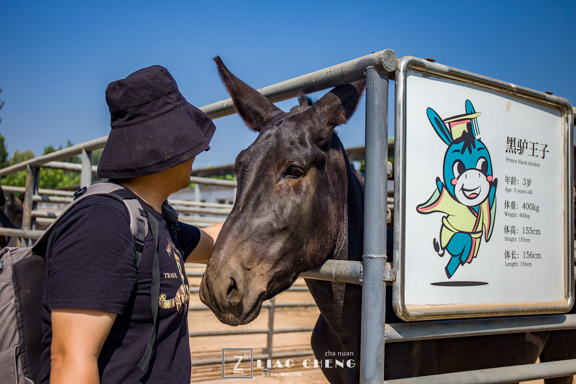 东阿县毛驴养殖基地,黑毛驴养殖基地