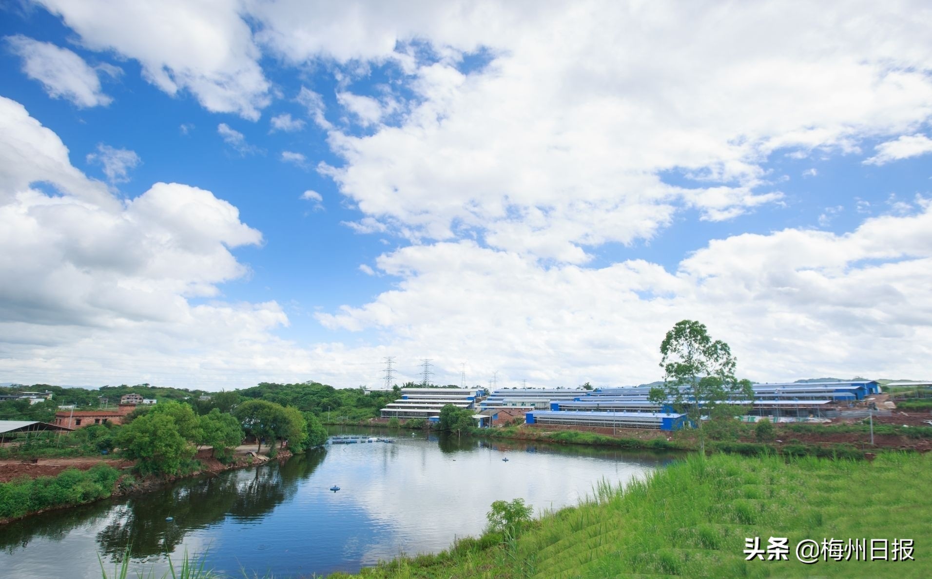 咕咕咕鸽子,咕咕咕的小鸽子