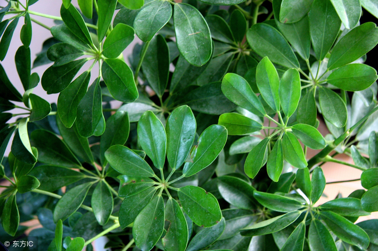 50种常见的球根花卉图片香雪兰,办公室常见花卉