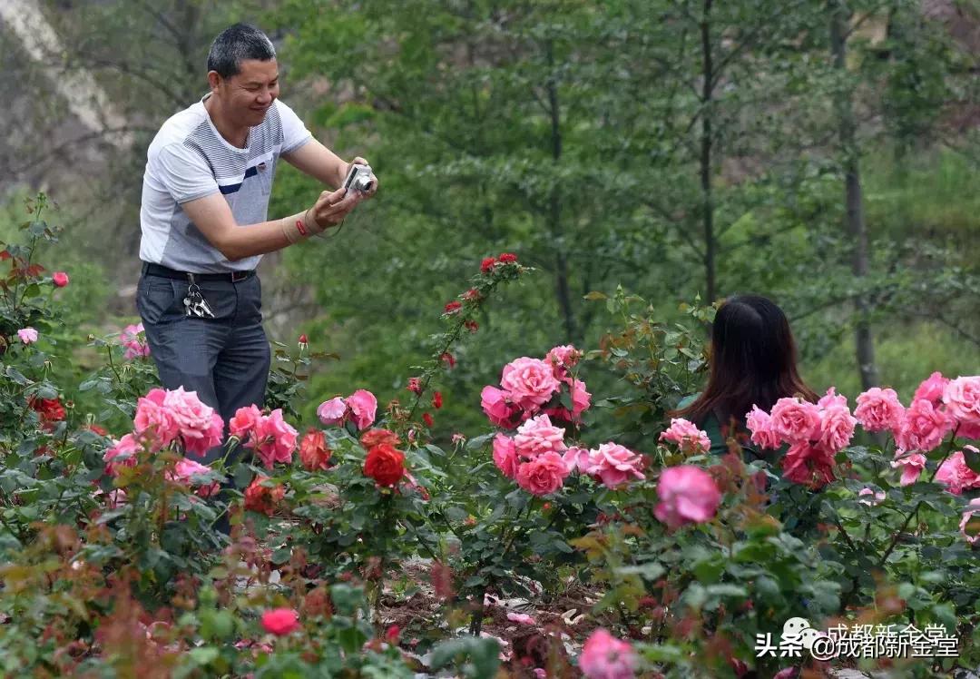 金堂三溪网红打卡景区,金堂免费打卡地