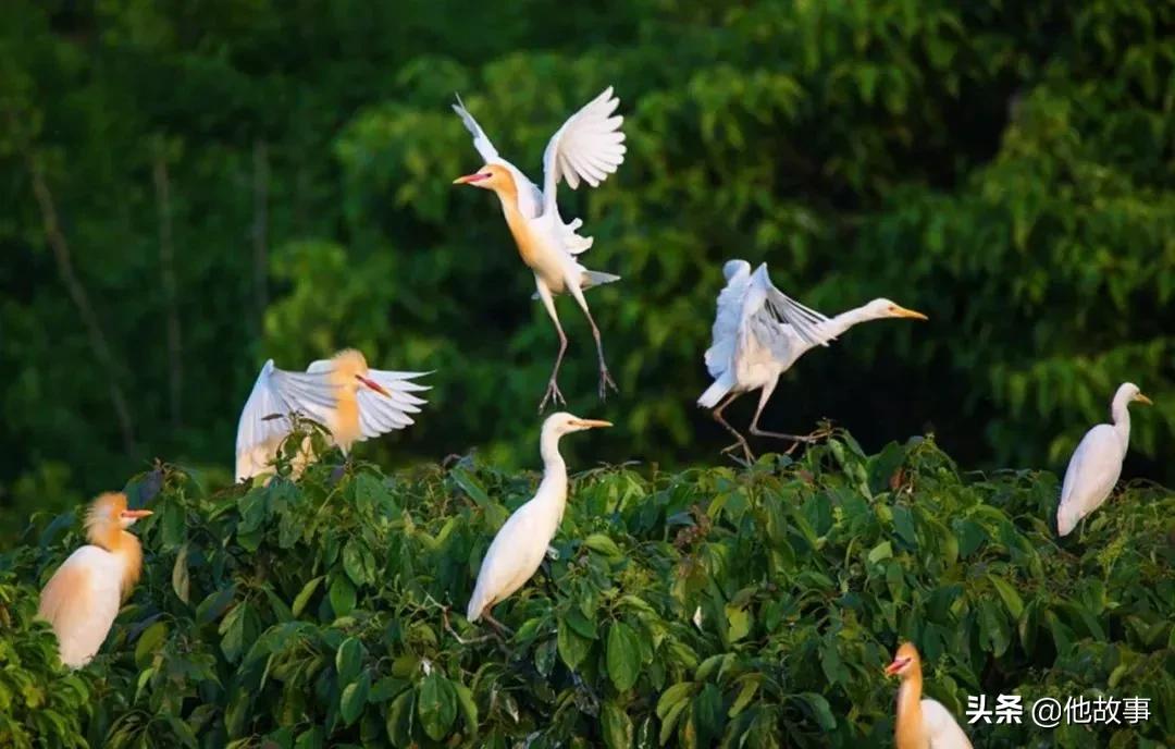 人间仙境般的世外桃源庭院,原始森林自建世外桃源