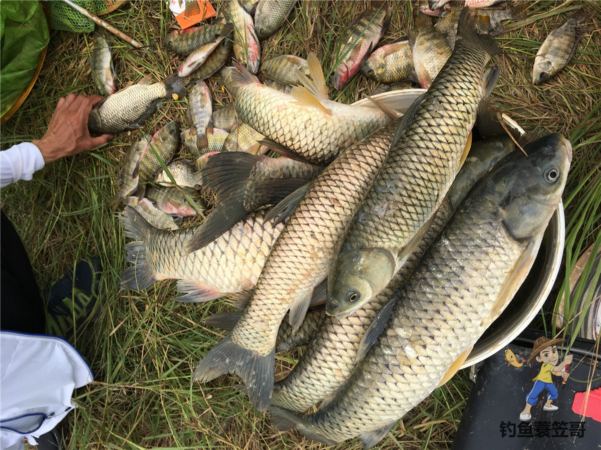 野钓鲫鱼爆护,野钓怎么提高鱼获呢