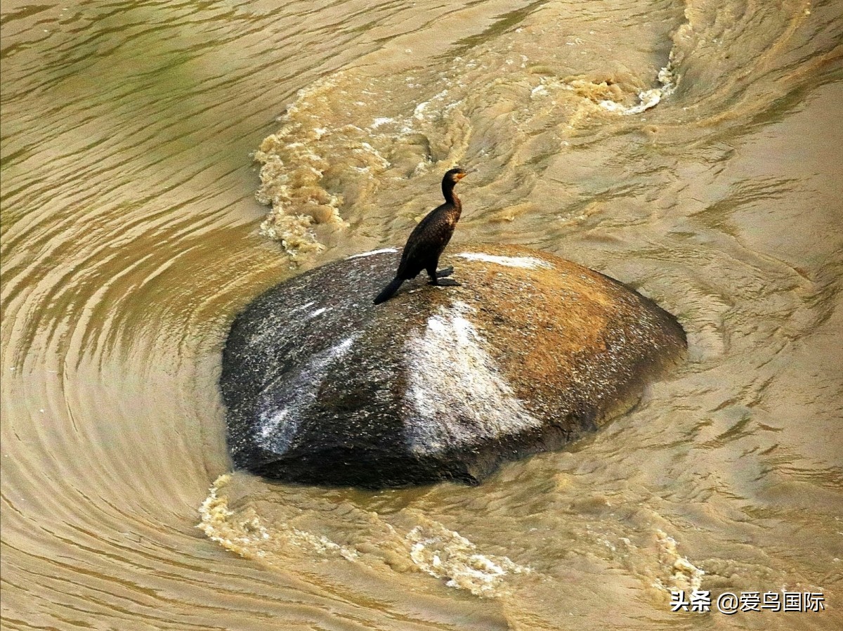 观鸟大年作品集,观鸟大年完整版
