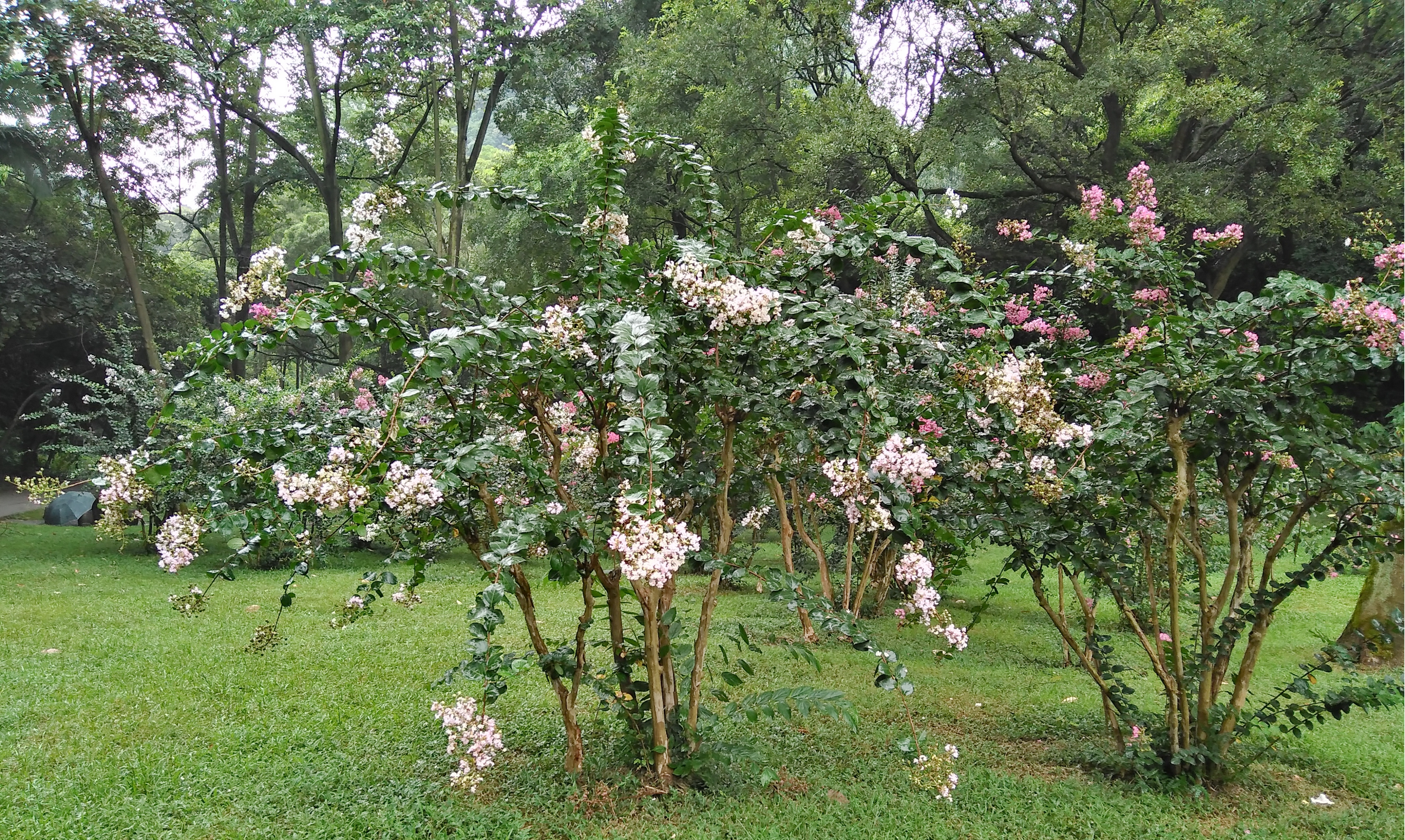 龙潭胜境蓬莱仙境,柳州冬天龙潭公园风景