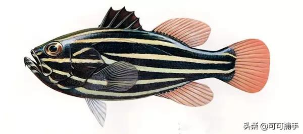 你不知道的海洋里面有什么,十种你没见过的海洋生物