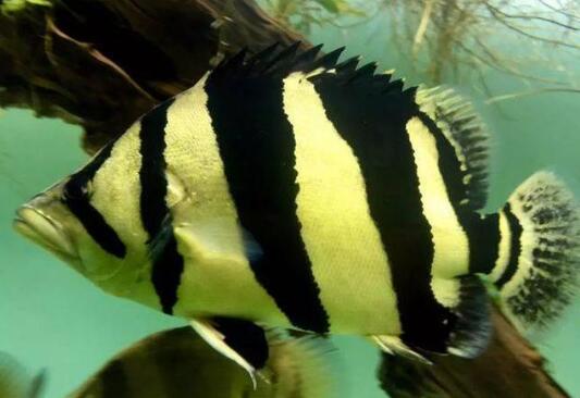 十大最好看的观赏鱼图片大全,十种最漂亮的观赏鱼图片