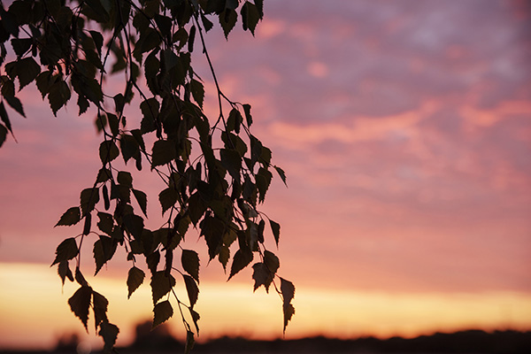 今日秋分秋色平分岁月无恙,秋分已过秋意渐浓又闻桂花香