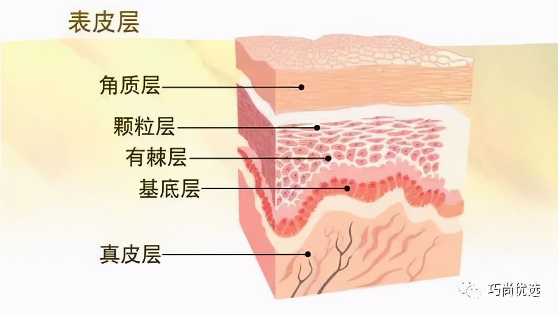 新陈代谢紊乱症状,皮肤新陈代谢差怎么办
