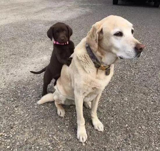 公狗多久才会跨骑,狗为什么会互相跨骑