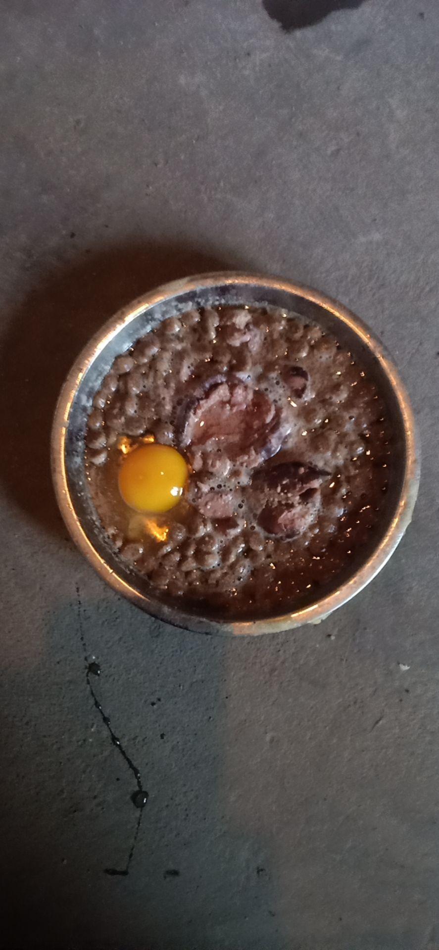 绝食的狗狗能强行喂食吗,绝食狗狗