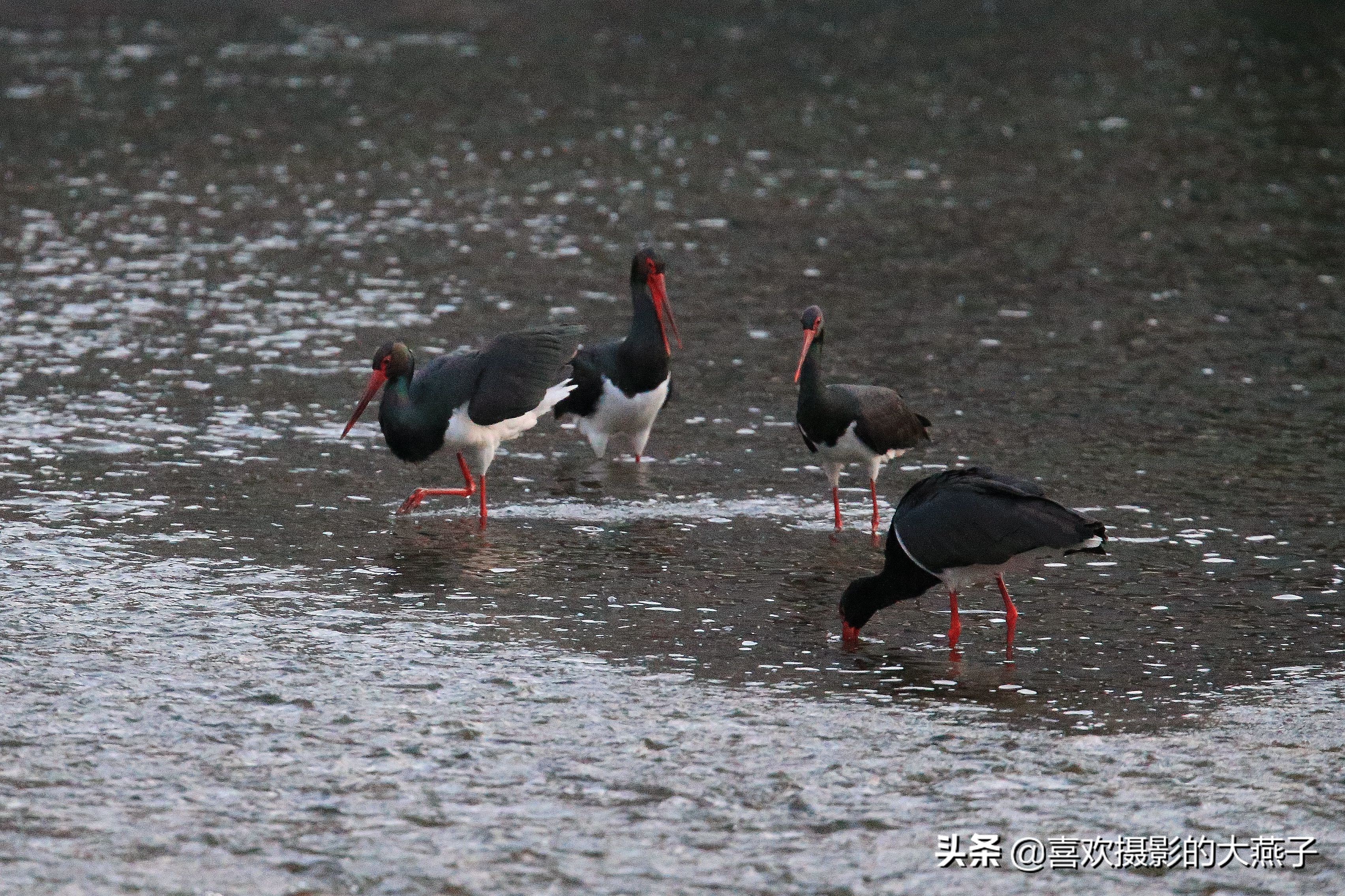 珍稀鸟类黑鹳来到河北井陉县越冬,房山十渡有什么野生动物