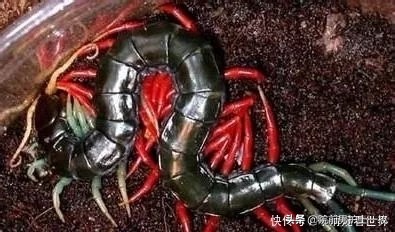 被蜈蚣咬伤注意3点,蜈蚣咬伤用什么草药