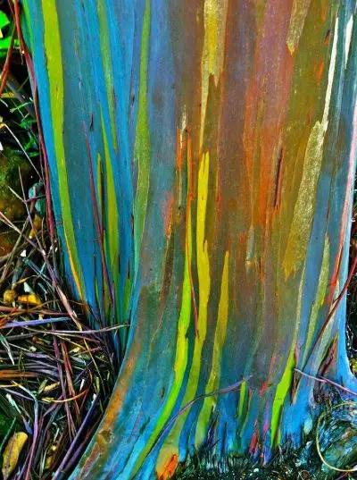 难灭的澳洲山火：桉树“点火”，猛禽“助燃”