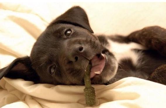 金毛牙齿问题怎么治疗,金毛牙结石用什么牙膏