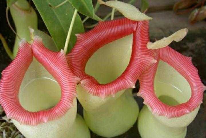 猪笼草能吸引蚊子吗,猪笼草可以吃蚊子吗