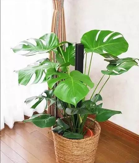 十大吸毒绿植排行榜,室内绿植吸毒王怎么养