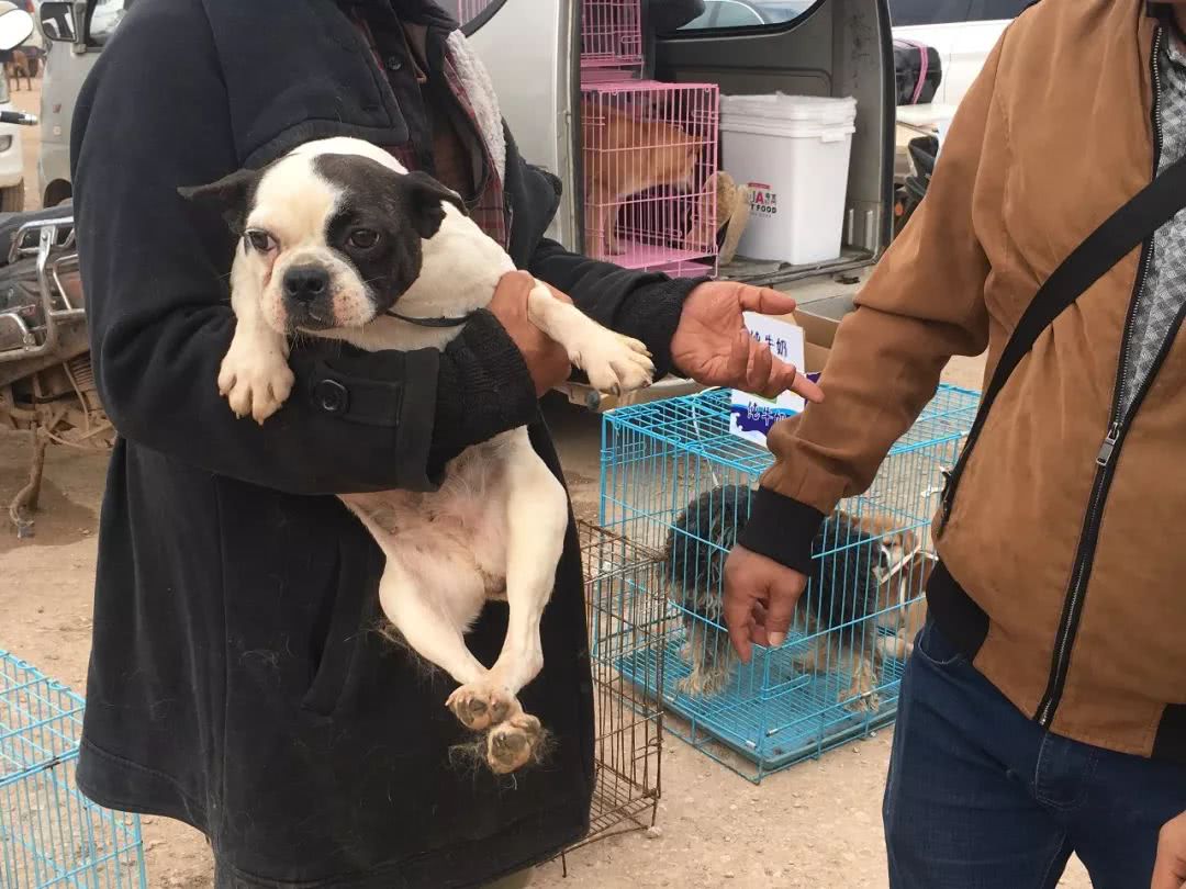 开封狗市巴哥犬多少钱一只,在狗市有便宜的狗狗