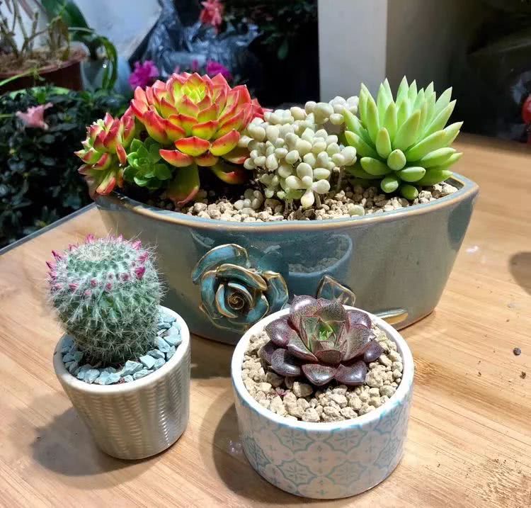 新手小白入坑多肉必看攻略,多肉新手入坑必备指南