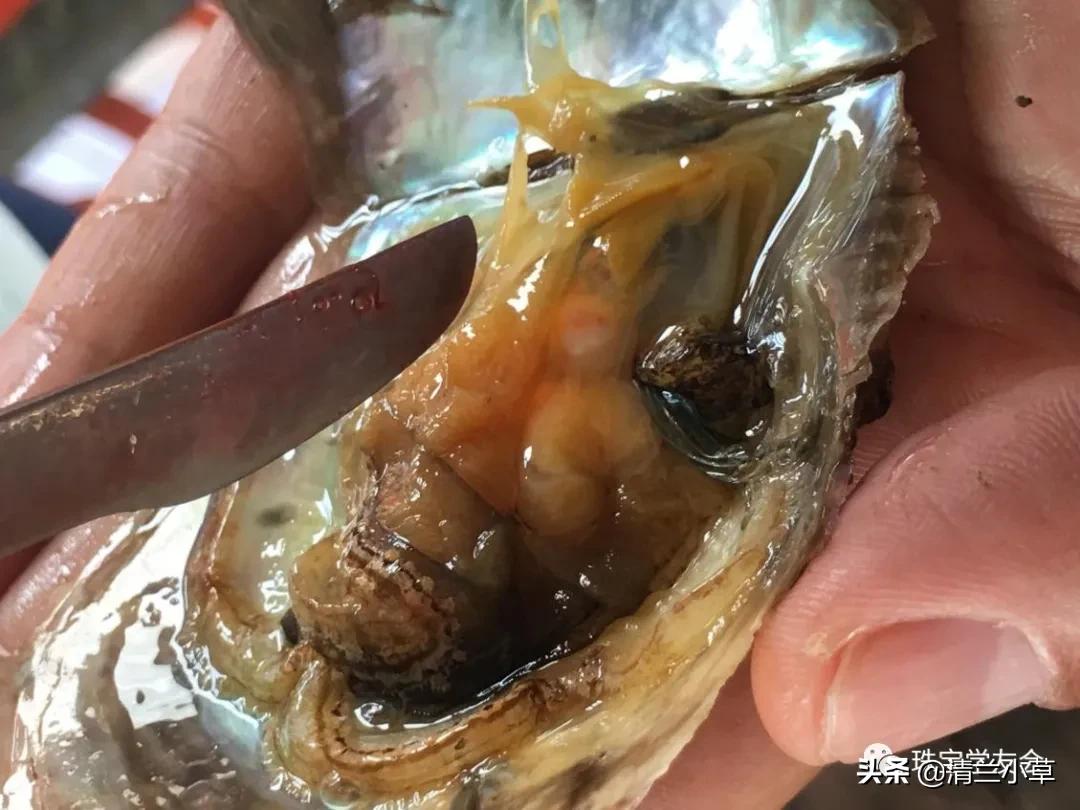 珍珠的知识图片大全,珍珠最全知识