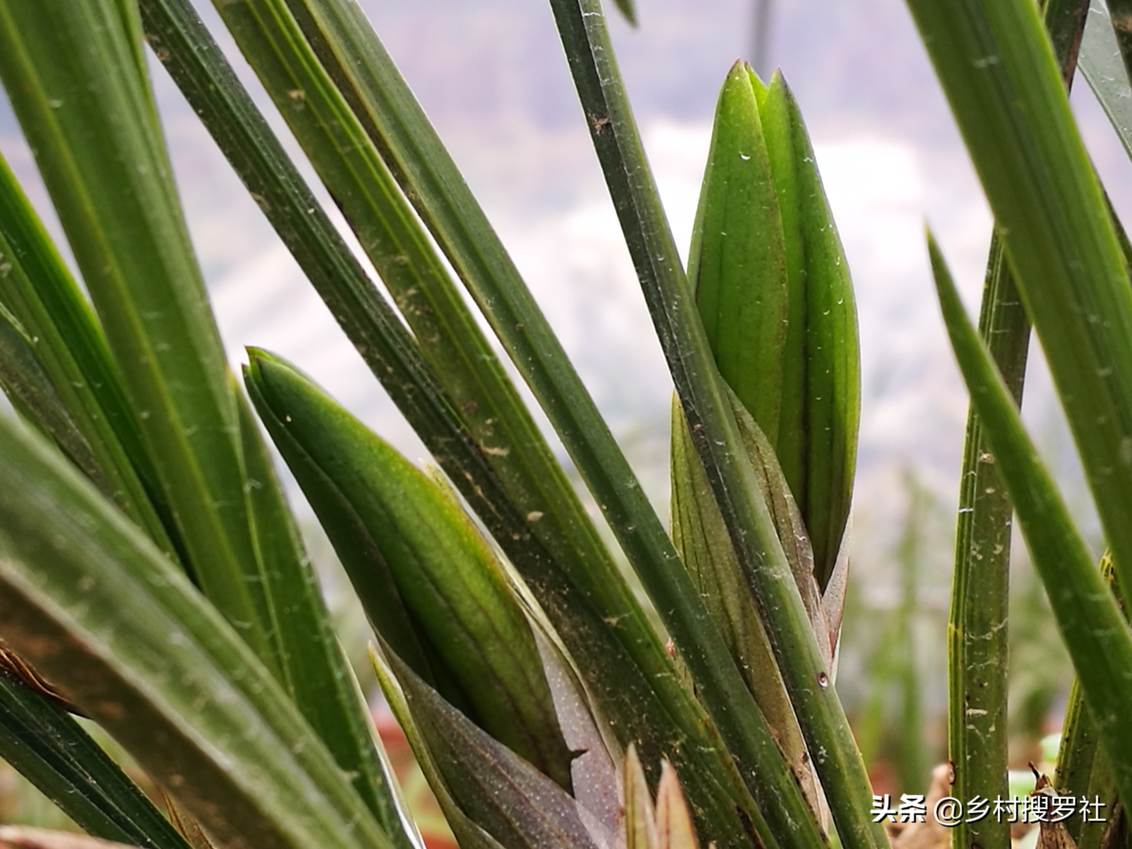 兰花有花苞开花前怎么养,兰花有花苞后如何养护和管理