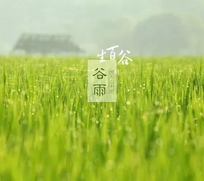 有关谷雨的诗歌,这把伞诵读完整版