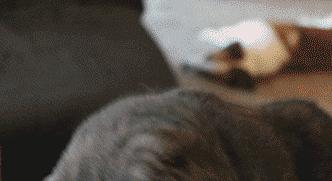 猫咪换牙是龅牙怎么办,猫咪换牙时会出现什么情况