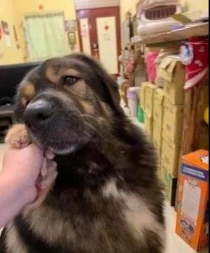 突然到访的小奶猫,没想到居然让高加索展示出了另外一面!超暖心