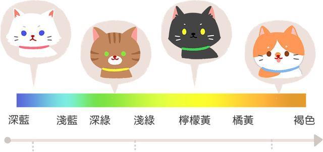 关于猫咪耳朵的6个有趣小秘密,关于猫咪眼睛的5个小秘密