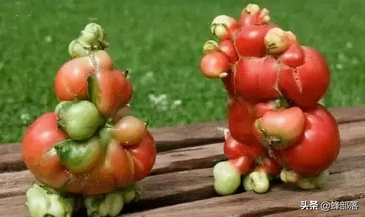 *污染核**有多恐怖？排放入海后海鲜销路难，日本政府拟花钱购买