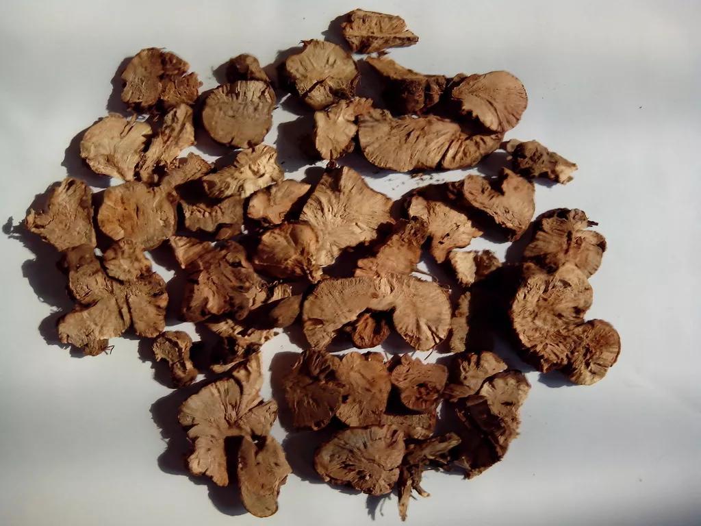 中药金荞麦,金荞麦什么样子