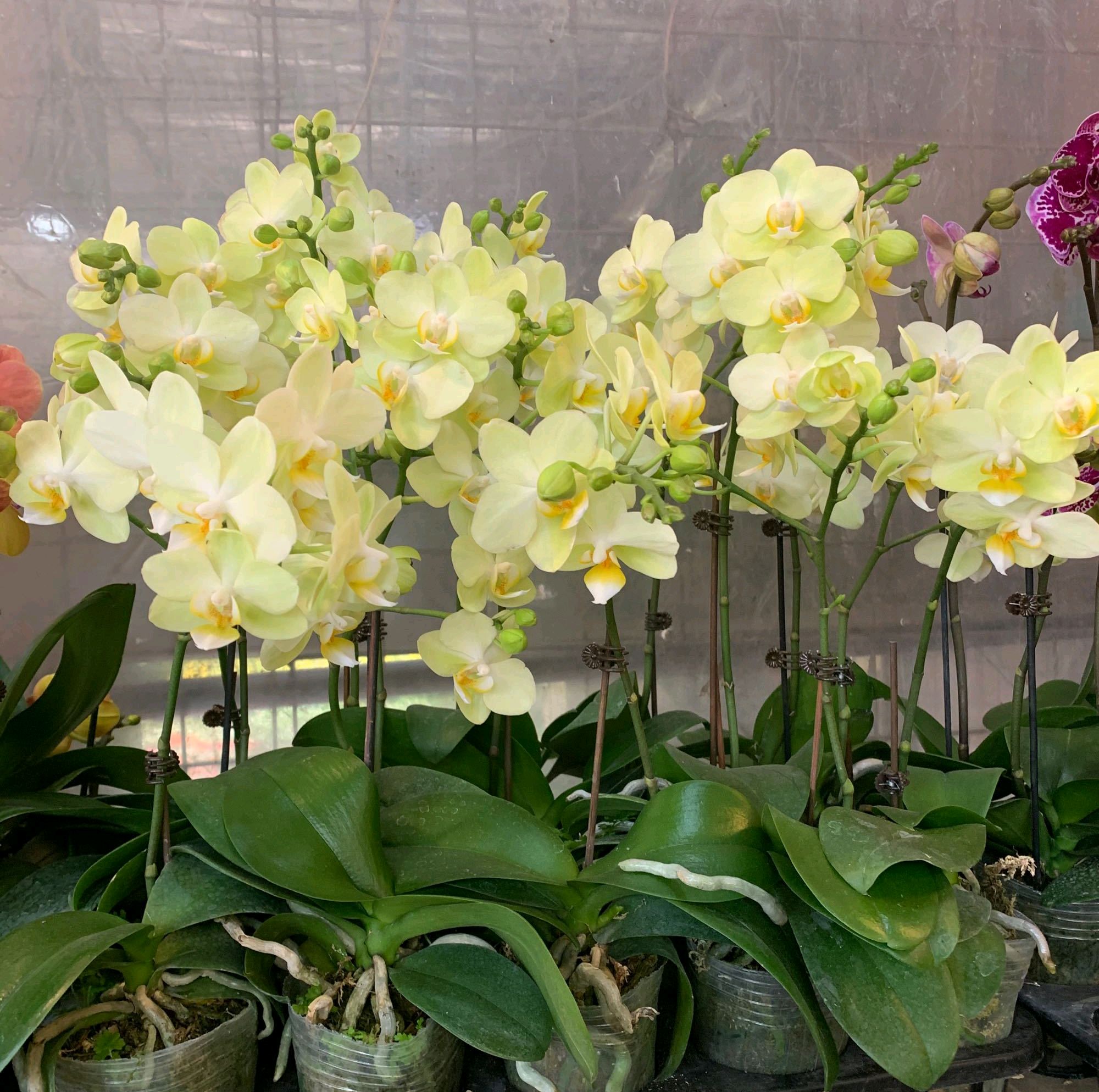 蝴蝶兰的根子不往花盆里扎，感觉蝴蝶兰根子有趋光性