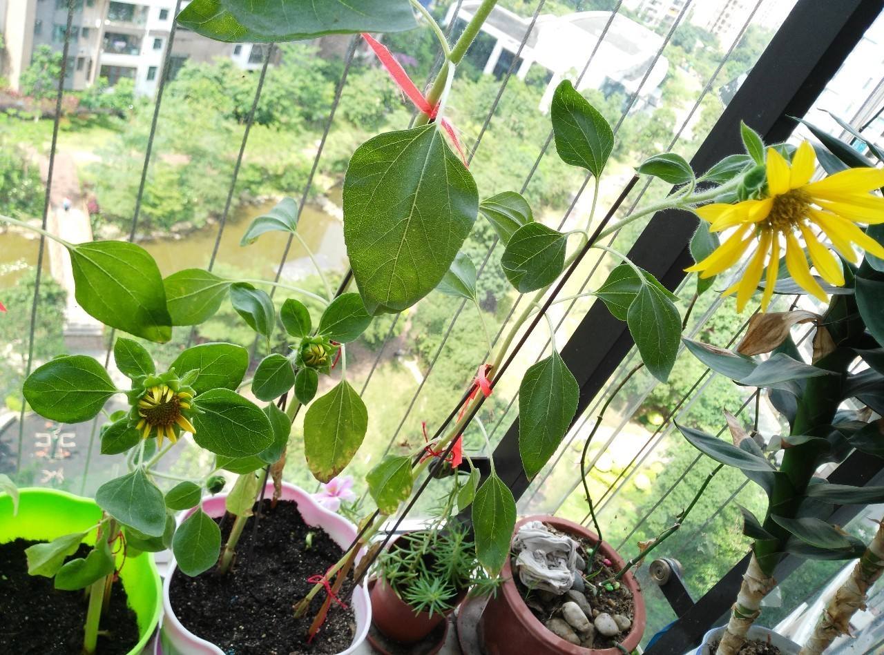 让向日葵长矮的方法是什么,让向日葵快速开花